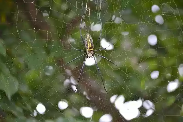 Descărcare gratuită Spider Wild Wildlife - fotografie sau imagini gratuite pentru a fi editate cu editorul de imagini online GIMP