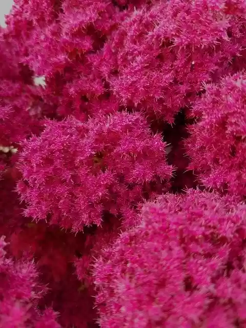 Free download Spirea Astilbe Pink Fluffy Flower -  free photo or picture to be edited with GIMP online image editor