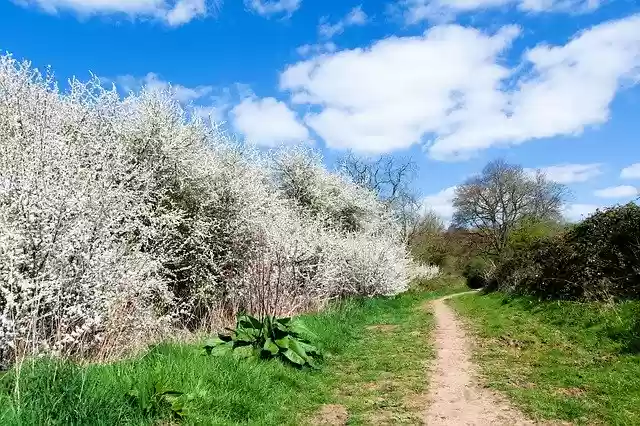 Free download Spirea Bush Blue Cloudy Sky Grass -  free photo or picture to be edited with GIMP online image editor