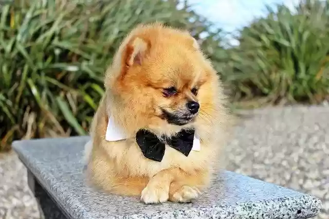 Free download Spitz Miniature Dog Pet -  free photo or picture to be edited with GIMP online image editor