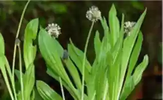 Free download Spitzwegerich heilt Insektenstiche,Husten,Asthma- Plantago lanceolata free photo or picture to be edited with GIMP online image editor