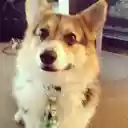 Sponsored Corgis  screen for extension Chrome web store in OffiDocs Chromium