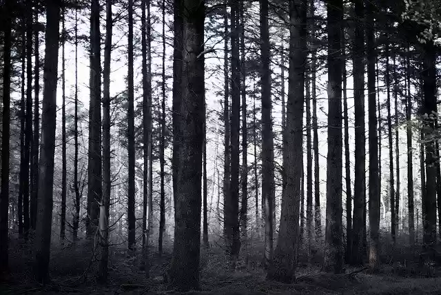 Free download Spooky Forest Trees -  free photo or picture to be edited with GIMP online image editor