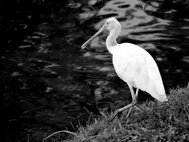 Free download Spoonbill Bird Avian Tropical -  free photo or picture to be edited with GIMP online image editor