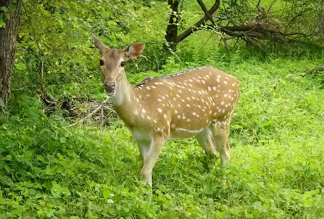 Free download spotted deer chital deer doe deer free picture to be edited with GIMP free online image editor