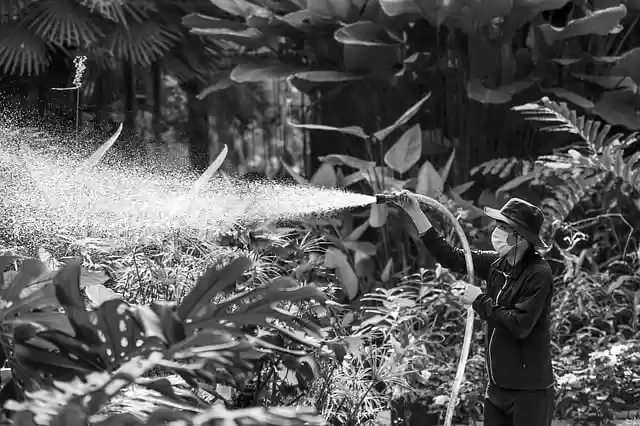 Free download spray sprayer water watering plant free picture to be edited with GIMP free online image editor