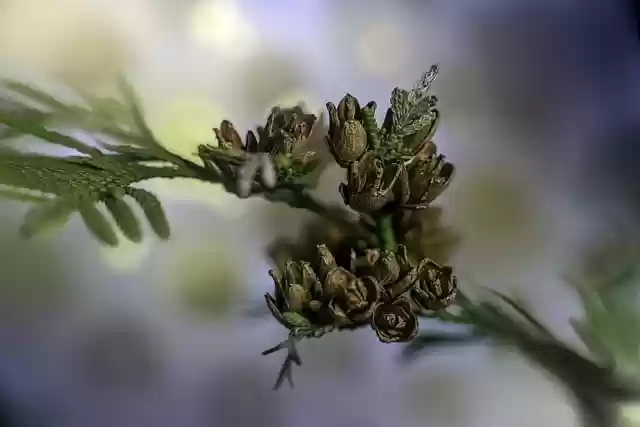 Free download sprig cones thuja tree macro free picture to be edited with GIMP free online image editor