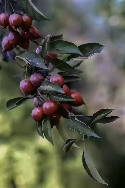 Free download sprig fruit paradise apple tree red free picture to be edited with GIMP free online image editor