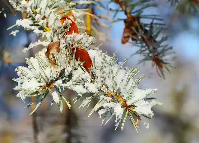 Free download sprig snow spruce botany winter free picture to be edited with GIMP free online image editor