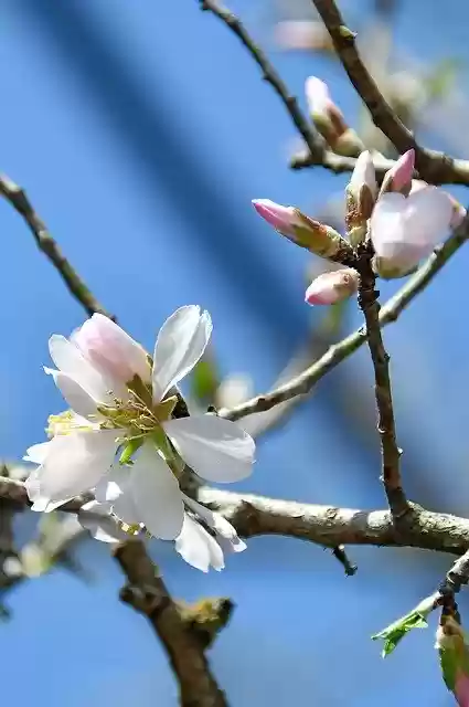 Free download Spring Apple Flower Bloom White -  free photo or picture to be edited with GIMP online image editor