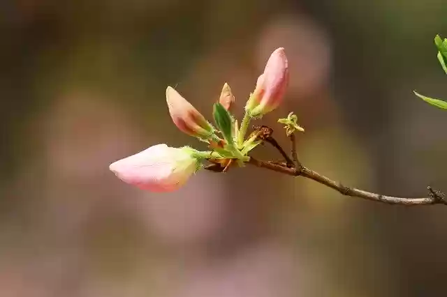 Free download Spring Azalea Flowers -  free photo or picture to be edited with GIMP online image editor