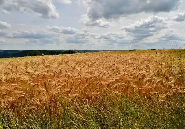 Gratis download Spring Barley Crop - gratis foto of afbeelding om te bewerken met GIMP online afbeeldingseditor