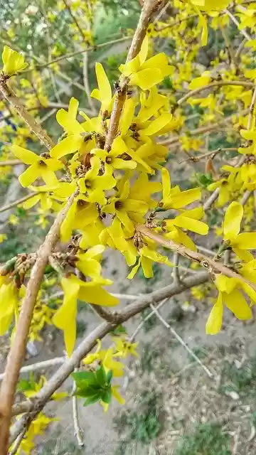 Free download Spring Bloom Yellow -  free photo or picture to be edited with GIMP online image editor