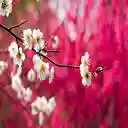 Spring Blossom  screen for extension Chrome web store in OffiDocs Chromium