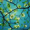 Spring Blossoms Against the Sky  screen for extension Chrome web store in OffiDocs Chromium