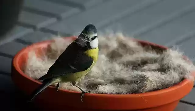 Free download Spring Blue Tit Bird free photo template to be edited with GIMP online image editor