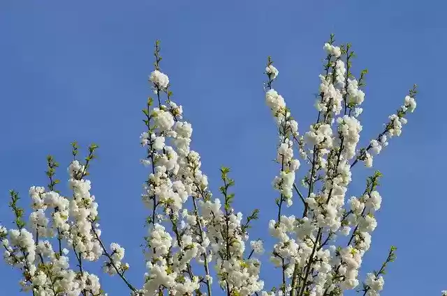 Free download Spring Cherry Tree -  free photo or picture to be edited with GIMP online image editor