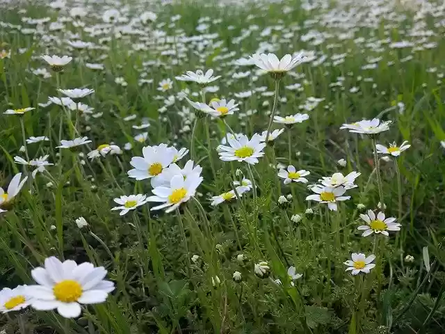 Free download Spring Daisy Flower -  free photo or picture to be edited with GIMP online image editor