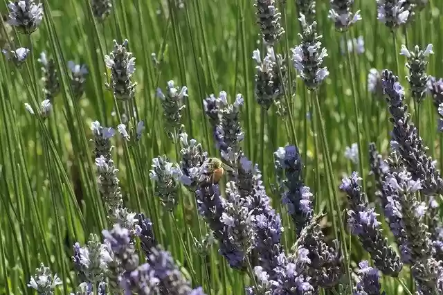 Free download Spring Equinox Plant -  free photo or picture to be edited with GIMP online image editor