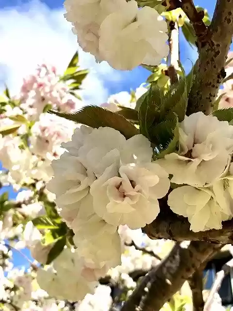 Free download Spring Flower Cherry Blossoms -  free free photo or picture to be edited with GIMP online image editor