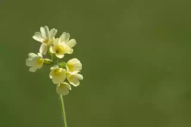 Free download spring flower flower botany yellow free picture to be edited with GIMP free online image editor