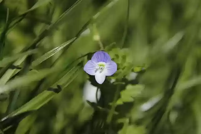 Free download spring flower meadow botany bloom free picture to be edited with GIMP free online image editor