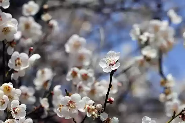 Free download spring flowers flowers spring free picture to be edited with GIMP free online image editor