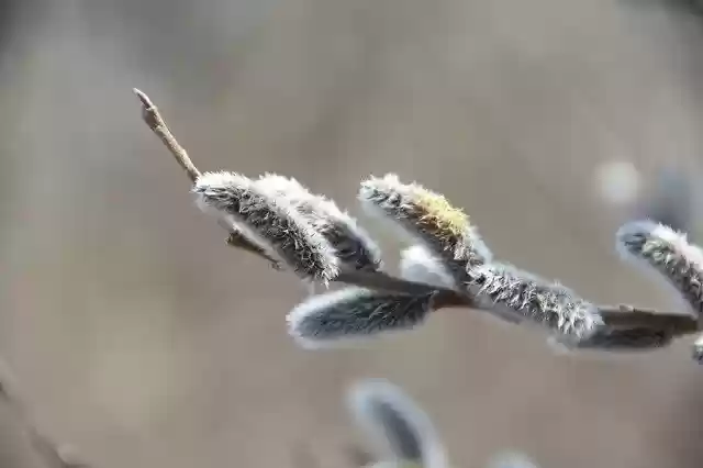 Free download Spring Flowers Macro -  free photo or picture to be edited with GIMP online image editor