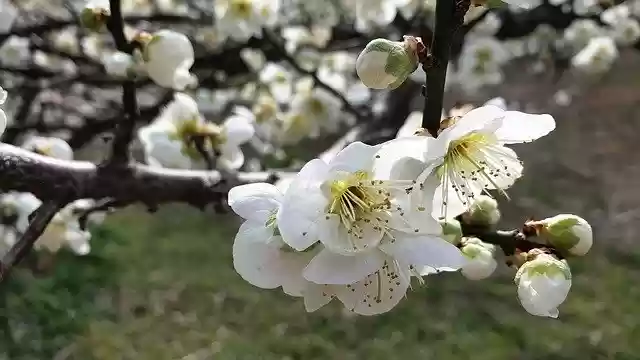 הורדה חינם Spring Flowers Plum - תמונה או תמונה בחינם לעריכה עם עורך התמונות המקוון של GIMP