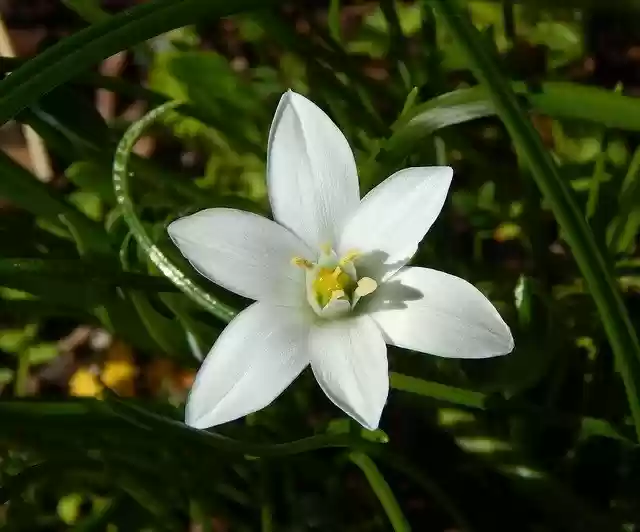 Free download Spring Flower Star Of Bethlehem -  free photo or picture to be edited with GIMP online image editor