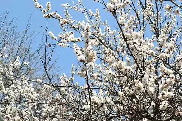 Free download Spring Flowers Tree Cherry -  free photo or picture to be edited with GIMP online image editor