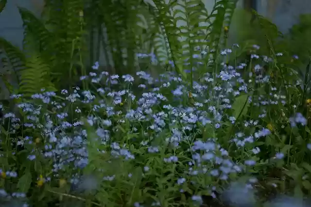 Free download spring forget me nots ferns blue free picture to be edited with GIMP free online image editor