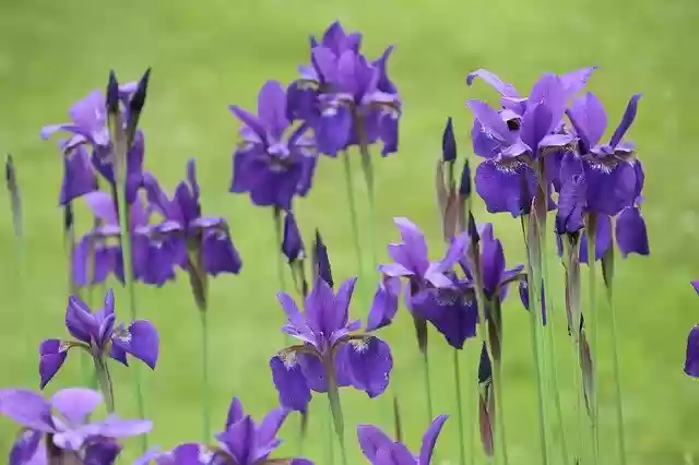 Free download Spring Garden Flowers -  free photo or picture to be edited with GIMP online image editor