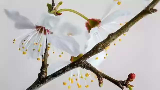 Free download Spring Japan Flowers -  free photo or picture to be edited with GIMP online image editor