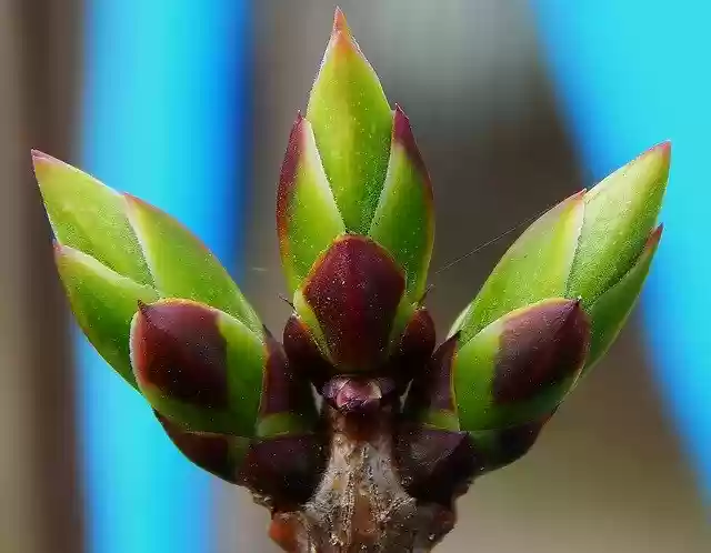 Free download Spring Macro Belarus -  free photo or picture to be edited with GIMP online image editor