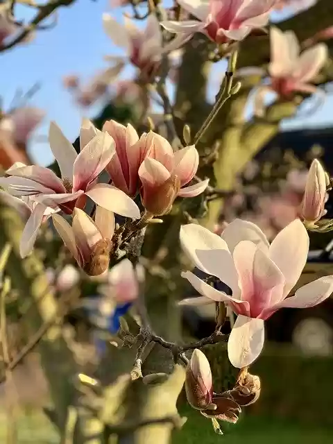 Free download Spring Magnolia Plant -  free photo or picture to be edited with GIMP online image editor