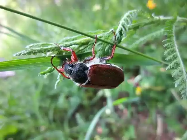 Free download Spring Maikäfer Nature -  free photo template to be edited with GIMP online image editor