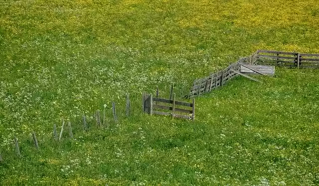 Free download Spring Meadow Bloom -  free photo or picture to be edited with GIMP online image editor