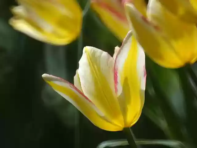 Free download Spring Meadow Macro -  free free photo or picture to be edited with GIMP online image editor