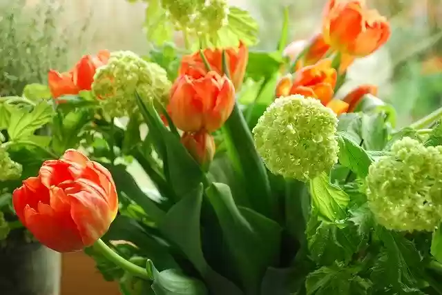 Free download Spring Mood Tulip Bouquet -  free photo or picture to be edited with GIMP online image editor