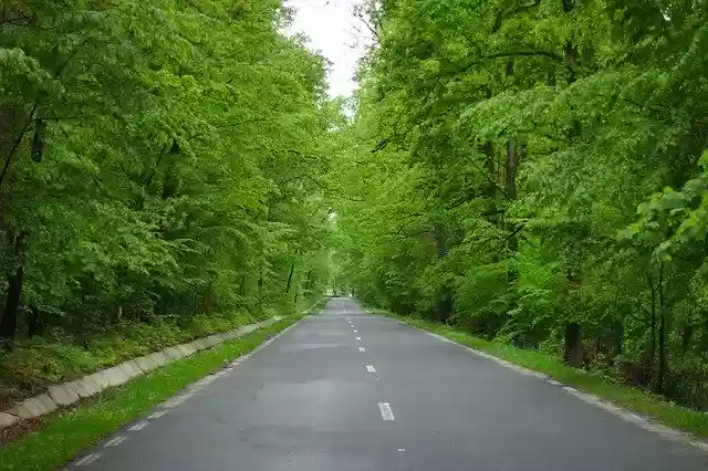 Free download Spring Nature Road -  free photo or picture to be edited with GIMP online image editor