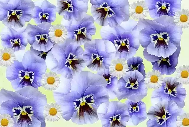 Free download Spring Pansy Flowers -  free illustration to be edited with GIMP free online image editor
