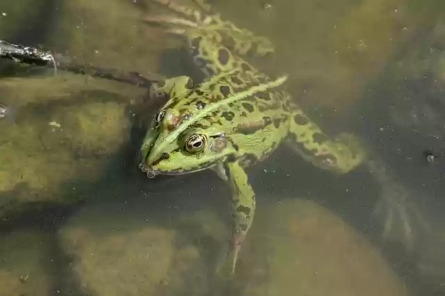 Free download Spring Pond Water The -  free photo or picture to be edited with GIMP online image editor
