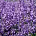 Spring purple flower field  screen for extension Chrome web store in OffiDocs Chromium