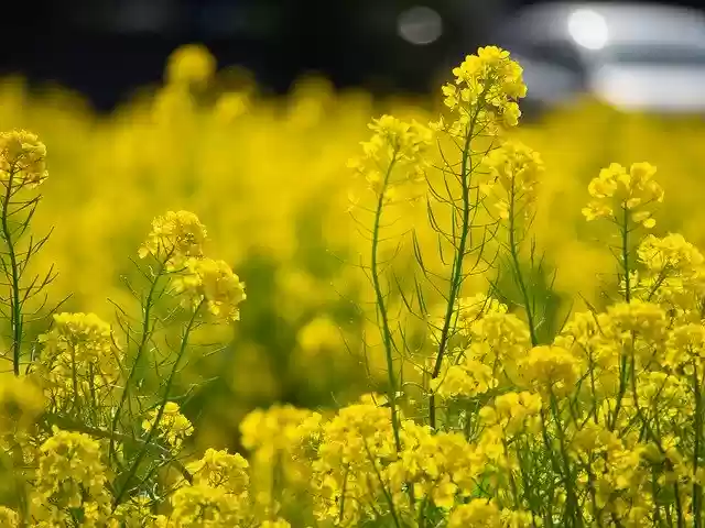 Free download Spring Rape Blossoms Flowers -  free photo or picture to be edited with GIMP online image editor
