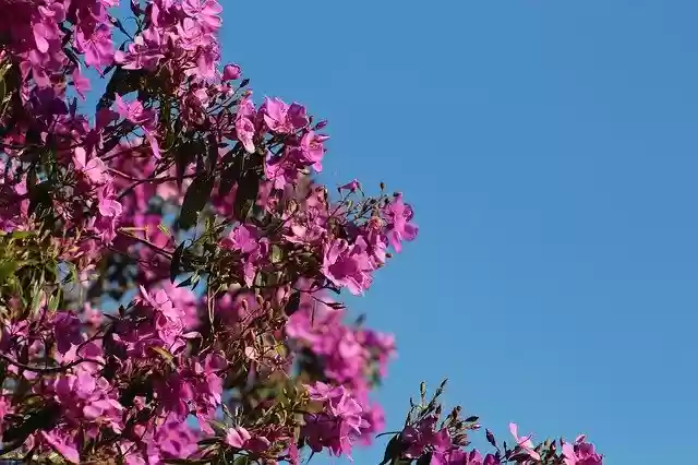 Free download Spring Rosa Flower -  free photo or picture to be edited with GIMP online image editor