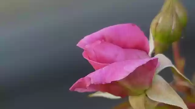 Free download Spring Rose Flowers -  free photo or picture to be edited with GIMP online image editor