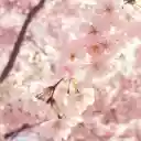 Spring Sakura Breeze Theme  screen for extension Chrome web store in OffiDocs Chromium