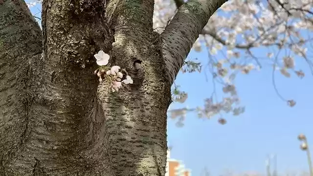 Free download Spring Sakura Nature -  free photo or picture to be edited with GIMP online image editor