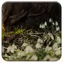 Spring Snowdrops  screen for extension Chrome web store in OffiDocs Chromium